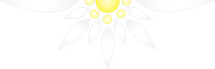 edelweiss_flower_top